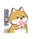 柴犬ゆりちゃん 文字ありスタンプ 犬の日（個別スタンプ：4）