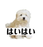 マルチーズと仲間たち（個別スタンプ：12）