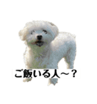 マルチーズと仲間たち（個別スタンプ：19）