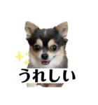 マルチーズと仲間たち（個別スタンプ：22）