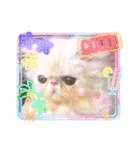 エキゾチックロングヘアの弥七♡（個別スタンプ：3）