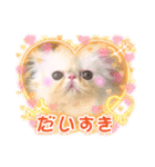 エキゾチックロングヘアの弥七♡（個別スタンプ：4）