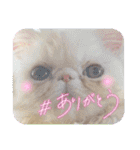 エキゾチックロングヘアの弥七♡（個別スタンプ：12）