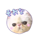 エキゾチックロングヘアの弥七♡（個別スタンプ：14）