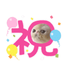 エキゾチックロングヘアの弥七♡（個別スタンプ：16）