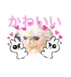 エキゾチックロングヘアの弥七♡（個別スタンプ：17）