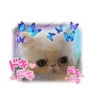 エキゾチックロングヘアの弥七♡（個別スタンプ：22）