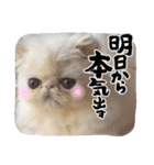 エキゾチックロングヘアの弥七♡（個別スタンプ：25）