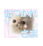 エキゾチックロングヘアの弥七♡（個別スタンプ：31）
