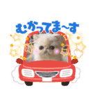 エキゾチックロングヘアの弥七♡（個別スタンプ：34）