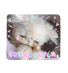 エキゾチックロングヘアの弥七♡（個別スタンプ：37）