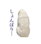 ポポちゃんの割と使いやすいスタンプ（個別スタンプ：6）