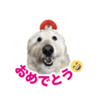 ポポちゃんの割と使いやすいスタンプ（個別スタンプ：7）