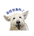 ポポちゃんの割と使いやすいスタンプ（個別スタンプ：10）