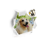 ダックス虎虎の日常会話4（個別スタンプ：5）