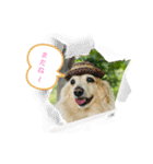 ダックス虎虎の日常会話4（個別スタンプ：8）