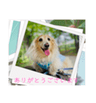 ダックス虎虎の日常会話4（個別スタンプ：11）
