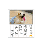 ダックス虎虎の日常会話4（個別スタンプ：16）