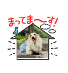 ダックス虎虎の日常会話4（個別スタンプ：17）