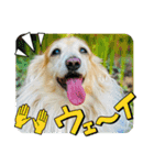 ダックス虎虎の日常会話4（個別スタンプ：21）
