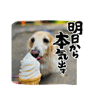 ダックス虎虎の日常会話4（個別スタンプ：22）