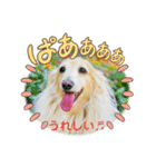 ダックス虎虎の日常会話4（個別スタンプ：23）