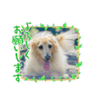 ダックス虎虎の日常会話4（個別スタンプ：24）