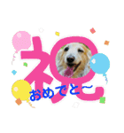 ダックス虎虎の日常会話4（個別スタンプ：25）