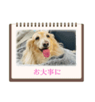 ダックス虎虎の日常会話4（個別スタンプ：31）