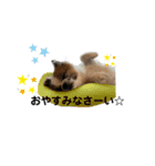 ろしおさん3（個別スタンプ：7）