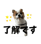 ろしおさん3（個別スタンプ：31）