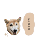 an＆komachi 4（個別スタンプ：4）