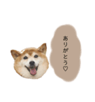 an＆komachi 4（個別スタンプ：9）