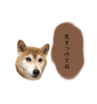 an＆komachi 4（個別スタンプ：11）
