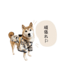 an＆komachi 4（個別スタンプ：21）