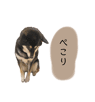 an＆komachi 4（個別スタンプ：22）