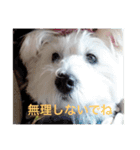 気遣いcoco（個別スタンプ：1）
