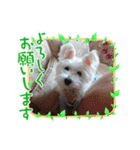 気遣いcoco（個別スタンプ：11）