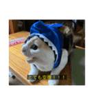 字幕ねこ（個別スタンプ：1）