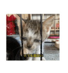 字幕ねこ（個別スタンプ：2）