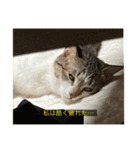 字幕ねこ（個別スタンプ：3）