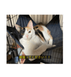 字幕ねこ（個別スタンプ：4）