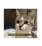 字幕ねこ（個別スタンプ：5）
