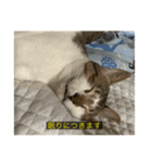 字幕ねこ（個別スタンプ：6）