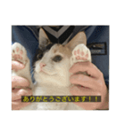 字幕ねこ（個別スタンプ：7）