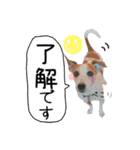 下町JRT四郎とさくら（個別スタンプ：12）