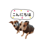 下町JRT四郎とさくら（個別スタンプ：16）