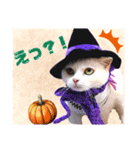 ハッピーハロウィン！短足だっていいじゃん1（個別スタンプ：15）