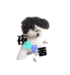 emmashoji2（個別スタンプ：2）