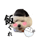 emmashoji2（個別スタンプ：5）